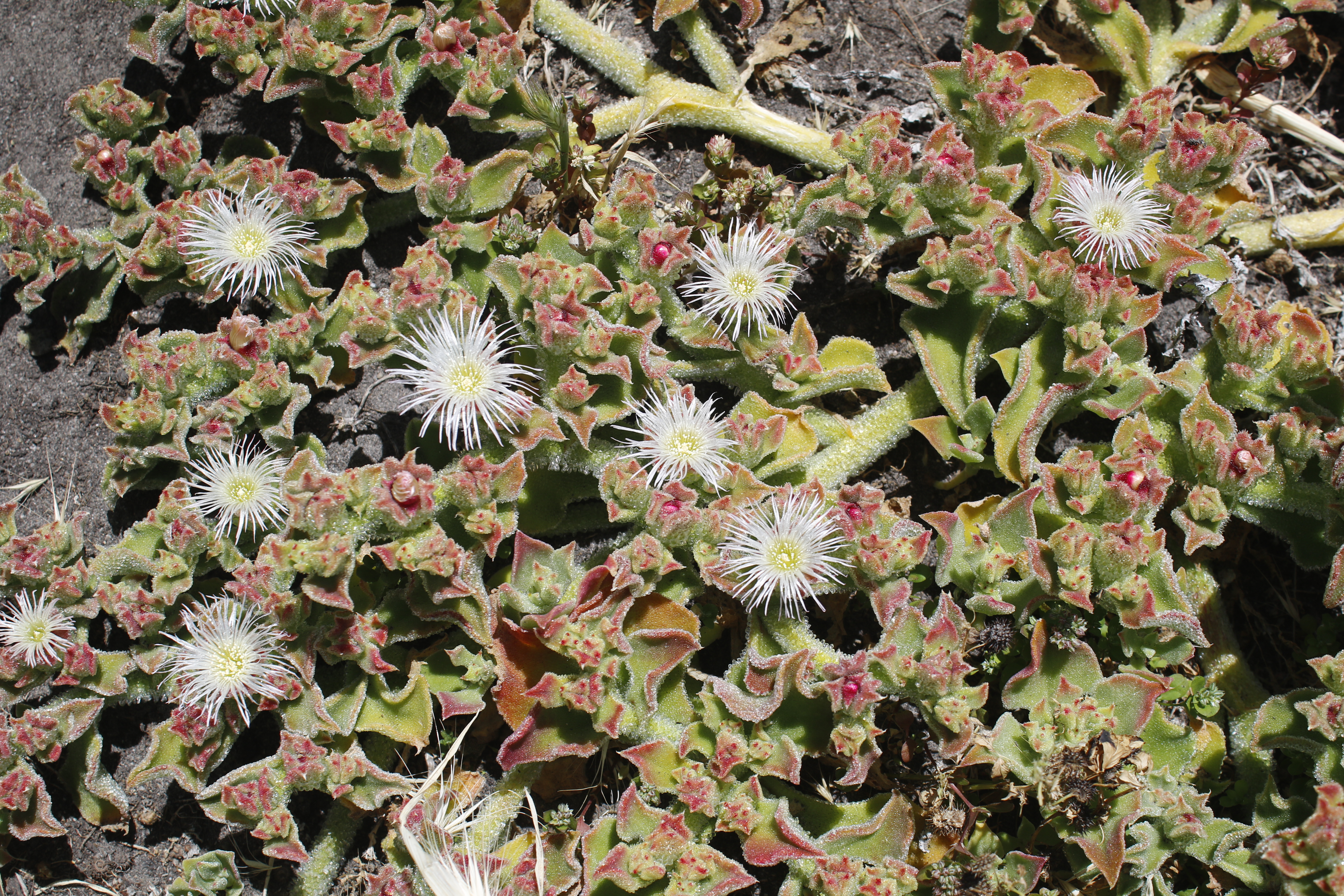 Ice plant – delicate but an introduced weed from South Africa.
