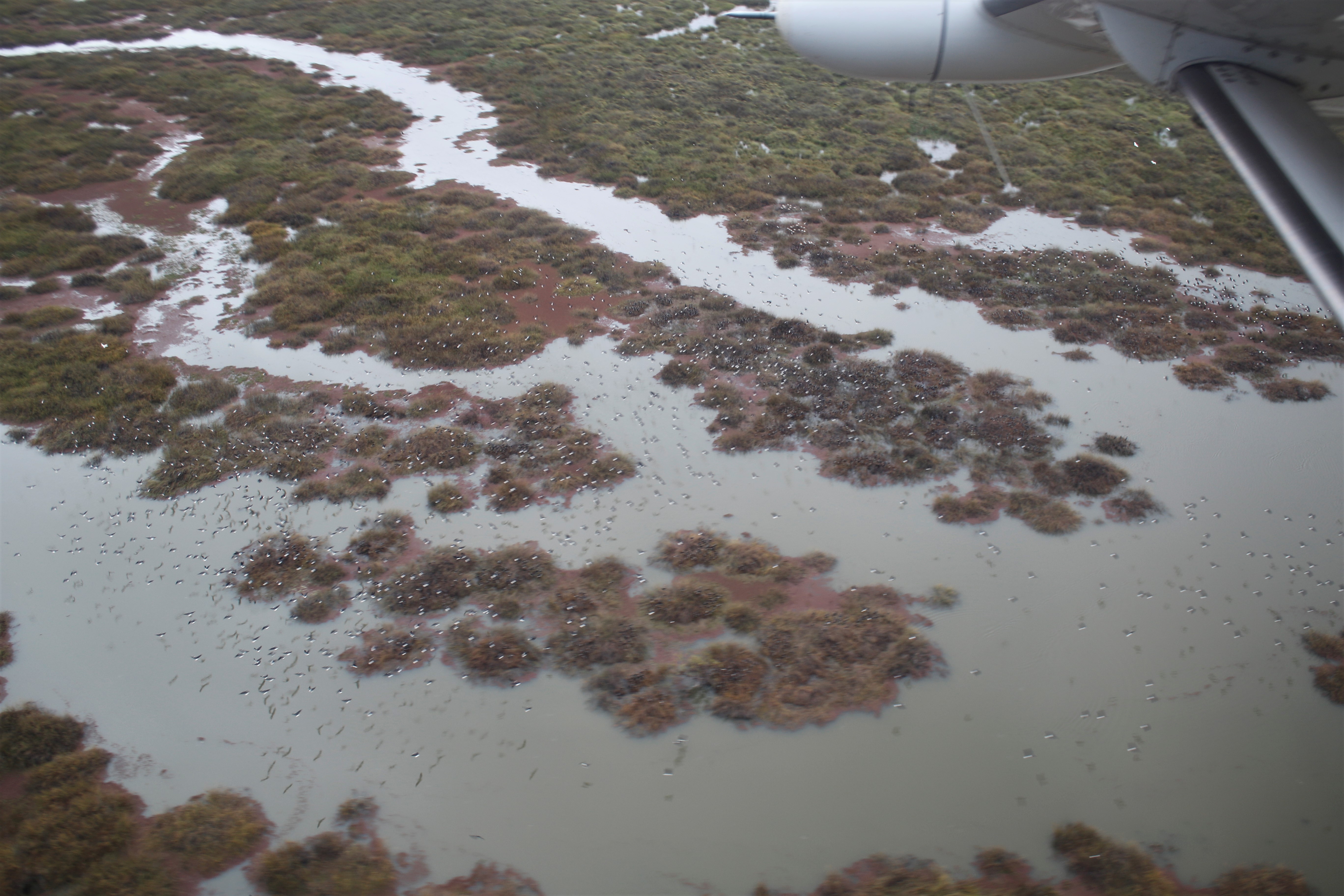 Colony of colonially breeding waterbirds on the Gayini wetlands