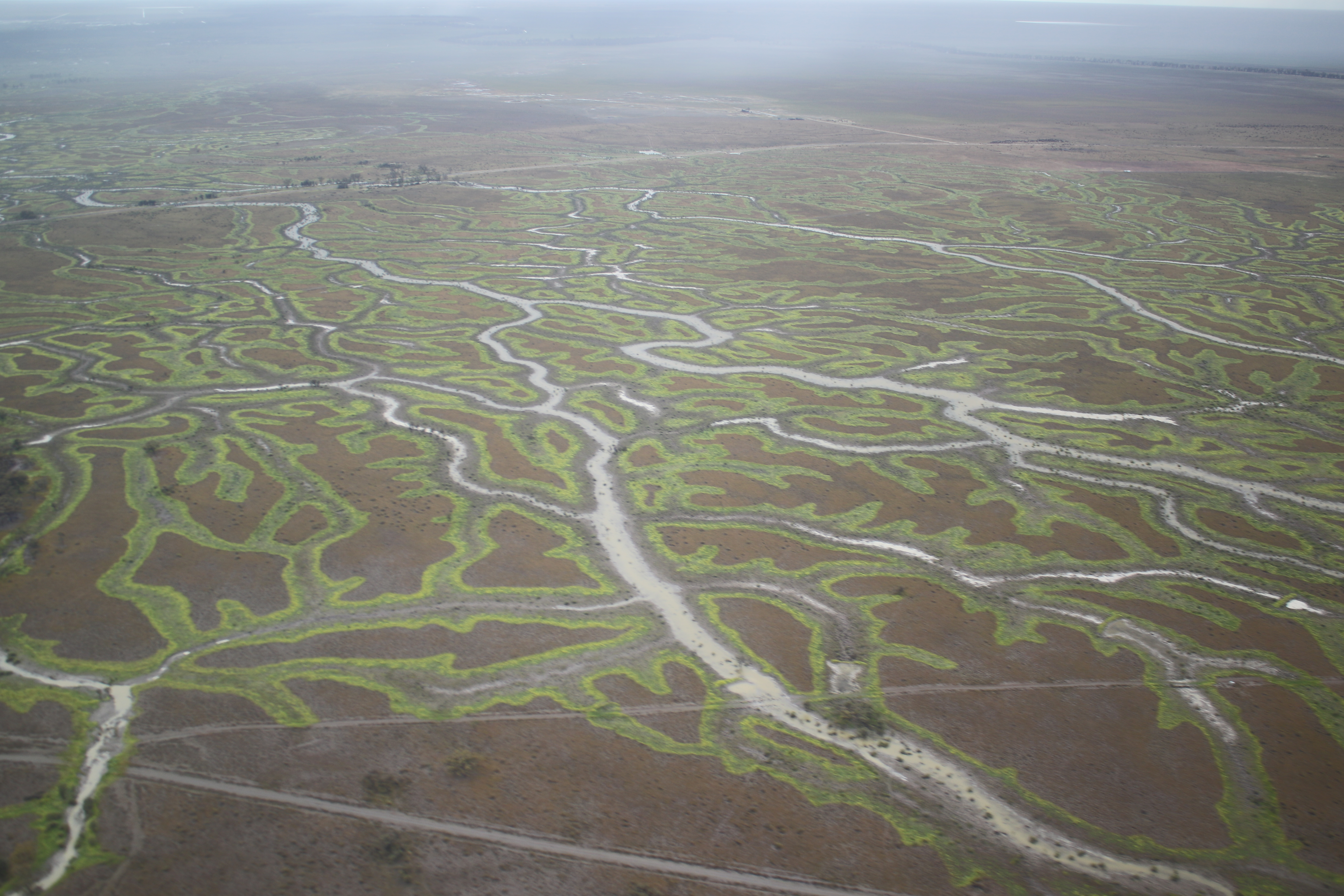 The fingers of green were dramatic as they spread across the Gayini wetlands