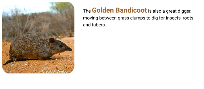 golden bandicoot