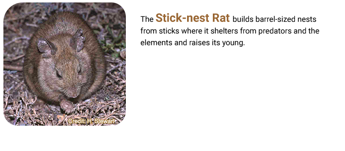 Stick-nest Rat
