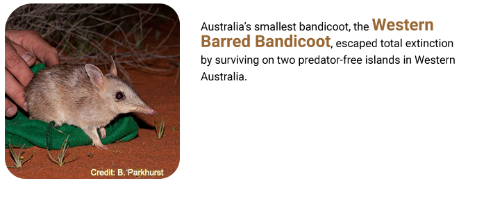 Western Barred Bandicoot