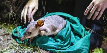 Bilby being released