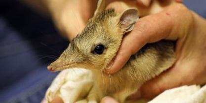 Shark Bay bandicoot ready for release at Wild Deserts